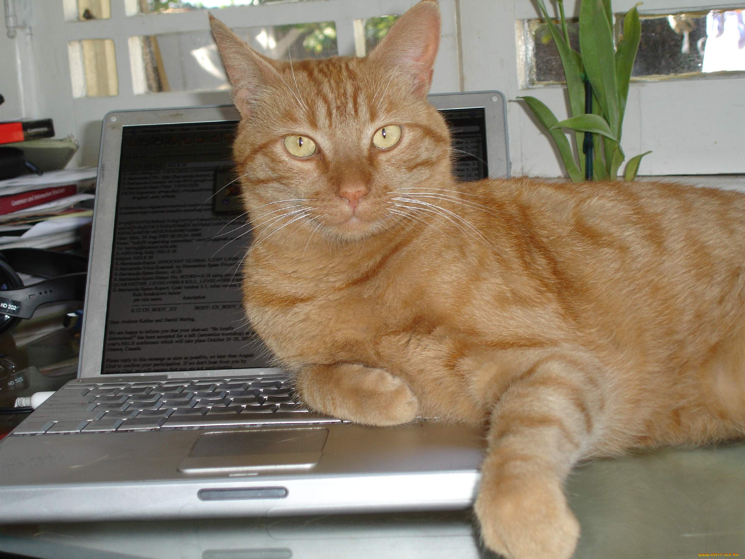 , , cat